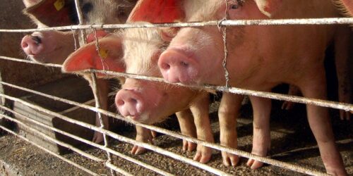 Powiatowy Lekarz Weterynarii w Szczecinku – „Plan bezpieczeństwa biologicznego dla gospodarstw utrzymujących świnie…”